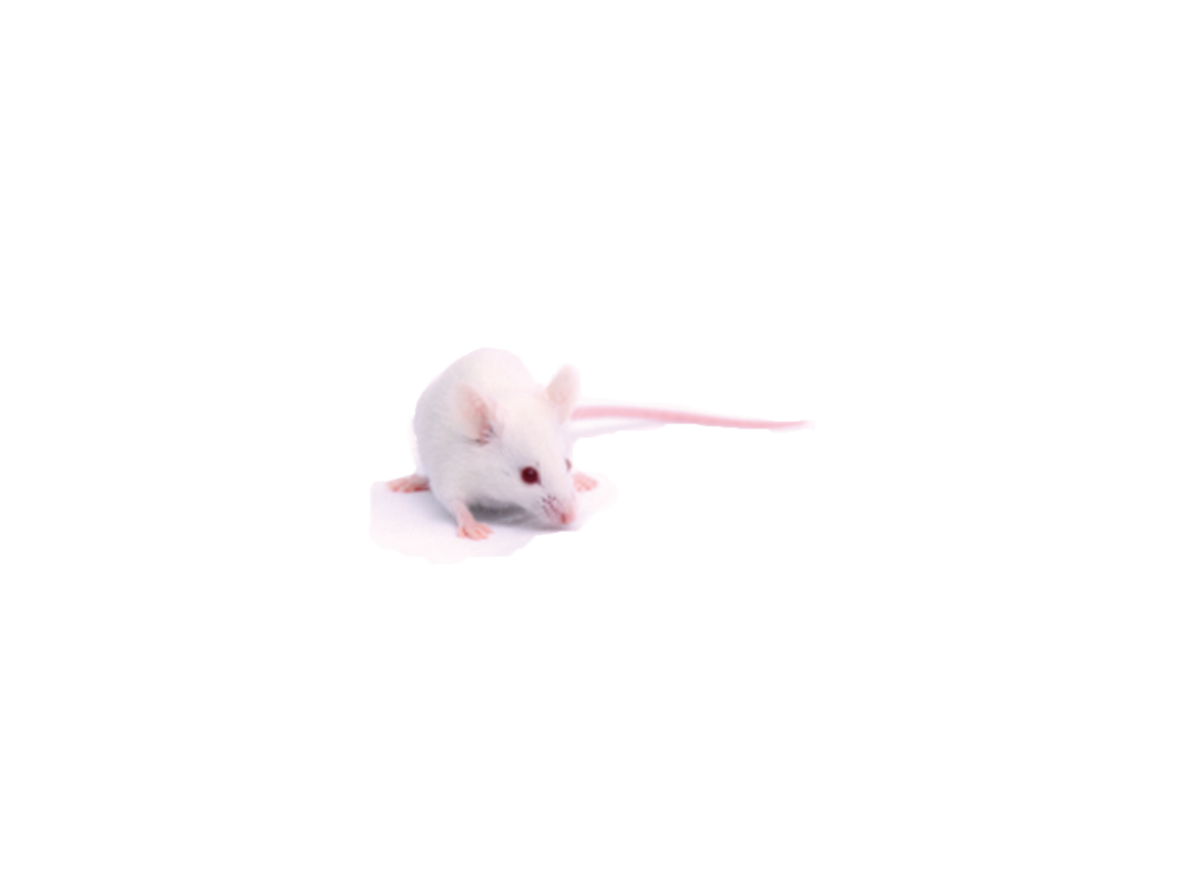 實驗動物質量培訓